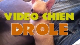 Vidéo drôle chien Chihuahua  Dog funny video [upl. by Jason]