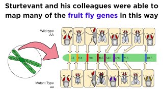 Gene Linkage and Genetic Maps [upl. by Ahsratan]