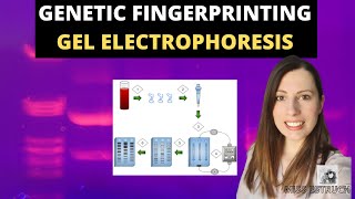 GENETIC FINGERPRINTING Alevel Biology Gel electrophoresis VNTRs and the uses [upl. by Dehlia243]