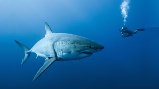 The Great White Shark of Guadalupe Island  Nat Geo Wild Documentary 2020 HD 1080p [upl. by Edyaw]