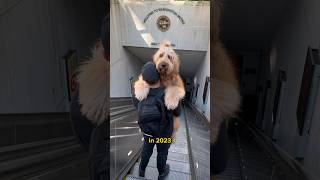 Why Goldendoodles are HATED so much dontbesourshow goldendoodle doodles dogdad [upl. by Noemys266]