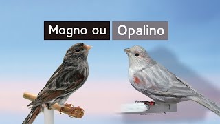 Mogno ou Opalino você sabe a diferença [upl. by Lynelle290]