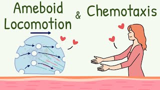 Ameboid Movement of the Cell  Chemotaxis  Ameboid Locomotion Animation  Chemotactic Substance [upl. by Asselim]