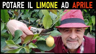 POTATURA DEL LIMONE DI APRILE [upl. by Applegate319]