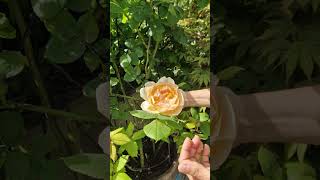 David Austin Wollerton Old Hall climbing rose in a pot a few tips [upl. by Aimaj]