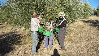 CUEILLETTE DES OLIVES BIO CHEZ JACQUES ET CHANTAL DÉCEMBRE 2013 CONFLENT [upl. by Dlaregztif]