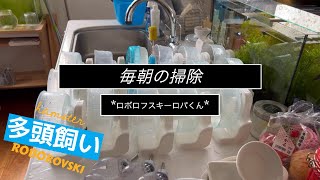 朝の掃除の様子 ロボロフスキーハムスター多頭飼い [upl. by Marela504]