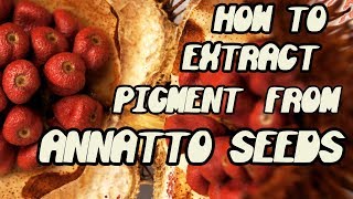 HOW TO EXTRACT PIGMENT FROM ANNATTO SEEDS💯 [upl. by Kenton]