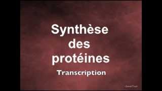 Synthèse des protéines Transcription [upl. by Gaiser]