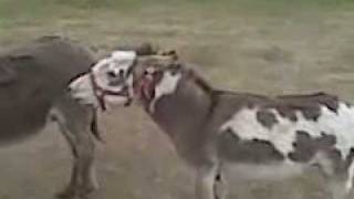 Jack the mini donkey funny and real loud [upl. by Mccandless276]