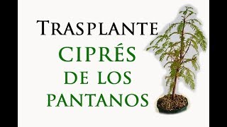 Trasplante Ciprés de los Pantanos [upl. by Enyamrahs]