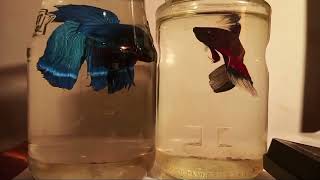 Siamese fighting fish Fighter Fish Life  Part 18 THE EXPLORER is live [upl. by Jemina]