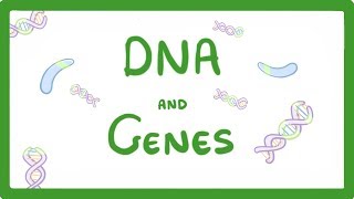 GCSE Biology  DNA Part 1  Genes and the Genome 63 [upl. by Lebasile]