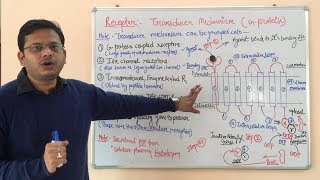 Receptor Pharmacology Part 03  G Protein Coupled Receptor  Pharmacology of GProtein Receptors [upl. by Onahpets]