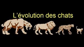 Les chats leur histoire et leur origine [upl. by Nobel]