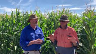 2 Local Fingal Valley farmer Jamie Loane discusses maize on his farm [upl. by Koball]