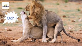 Where in East Africa is the best place to see animals MATING while on wildlife safari Maasai Mara [upl. by Anairt]