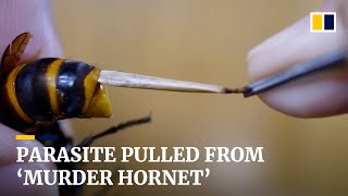 Japanese man performs surgery on giant ‘murder hornet’ by pulling a parasite from its stomach [upl. by Anire]