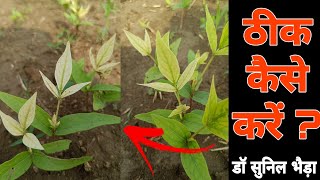 पीलापन से बढ़वार रूक गयी  बिना पैसे का फ्री इलाज। Iron Chlorosis in Urad [upl. by Susi]