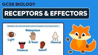 Receptors amp Effectors  GCSE Biology [upl. by Horne379]