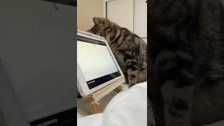 cat hot spots home remedy trendingshortsyoutubeshortscomedy [upl. by Hunsinger]