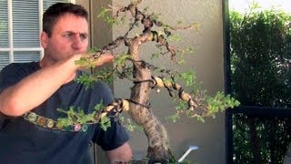 How To Bonsai  Bending large branches with Raffia [upl. by Pang142]