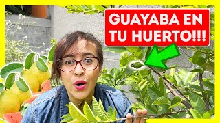 🪴7 CUIDADOS del ÁRBOL DE GUAYABA en MACETA 💥 [upl. by Olive]