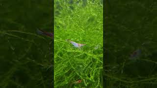 Experimental Shrimp Breeding [upl. by Charley]