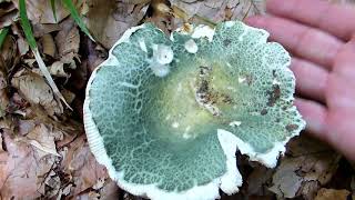 Golubača  Russula virescens [upl. by Kai]