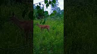 Brave Michigan Whitetail Deer [upl. by Bannon573]