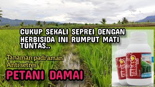 Cukup sekali seprei dengan Herbisida ini rumput mati tuntas Tanaman padi aman anti setres [upl. by Marie-Jeanne]