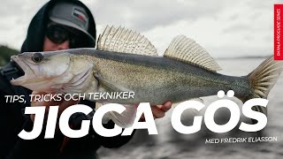 Jigga gös i sommar Tips tricks och tekniker [upl. by Lucier27]