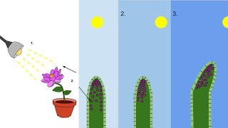 Phototropism Lecture Video  Mechanism Types Importance Example [upl. by Violeta]