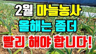 마늘 양파 부직포걷는시기 빨리하고 이것 꼭 해줘야 튼실한마늘 수확해요 [upl. by Eciruam]