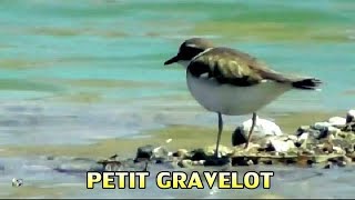 Petit Gravelot [upl. by Ahsinel]