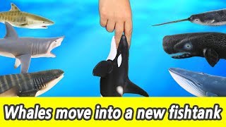 EN 76 Whales move into a new fishtank kids education Collecta figureㅣCoCosToy [upl. by Nodlehs]