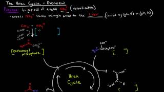 Urea Cycle Part 1 of 5  Overview [upl. by Attem]