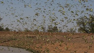 Biggest Swarm of Budgies [upl. by Lemire583]