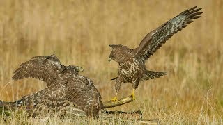 Amazing facts of common buzzard  Common Buzzard Call  Common Buzzard Falconry flying [upl. by Dlarej]