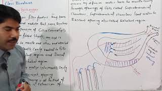 Gaseous exchange in class Bivalvia phylum Mollusca Zoology Miller Harley ADS BSC BS Urdu Hindi [upl. by Gowrie]