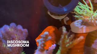 Clownfish Finally Hosting Coral rather than Corner [upl. by Denny]