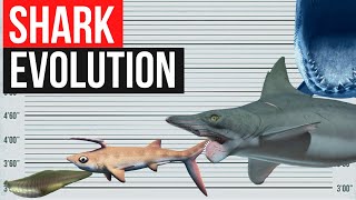 Shark Evolution  In one minute [upl. by Polloch]