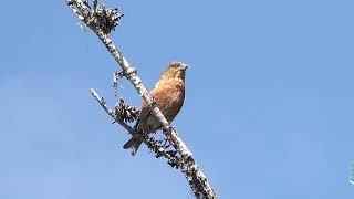 Mountain Moment Red Crossbills [upl. by Aday]