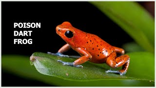 5 popular poison dart frogs  call and sound Poison arrow frog [upl. by Hsaniva246]