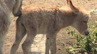 Zwergeselfohlen im Zoo [upl. by Elberfeld]