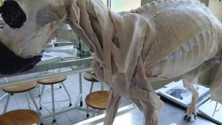 Schultergürtelmuskulatur Hund am Plastinat [upl. by Nellac373]