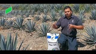 Basacote Plus en plantación Agave [upl. by Brok16]