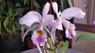 Chysis limminghei Cattleya gaskelliana coerulea Cattleya skinneri [upl. by Bluma]