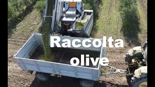 Raccolta Olive [upl. by Ibob]