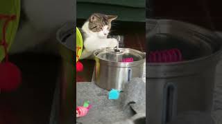 Cat Mesmerized by Water Fountain 😻 💦 [upl. by Rawden]